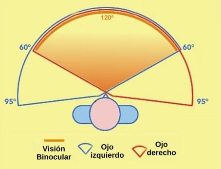 Visi�n-Binocular.jpg