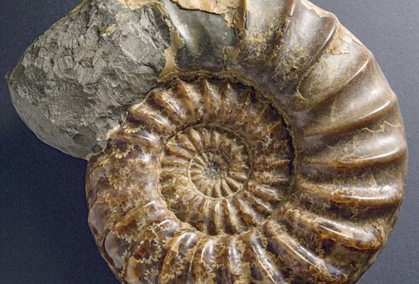 Ammonite_Cretásico.jpg